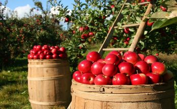 The Power of the Humble | Health Benefits of Apples