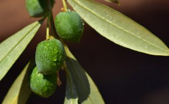 Top Ten Health Benefits of Olives