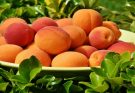 The Power of Peaches: Exploring Their Role in Supporting Digestive Health